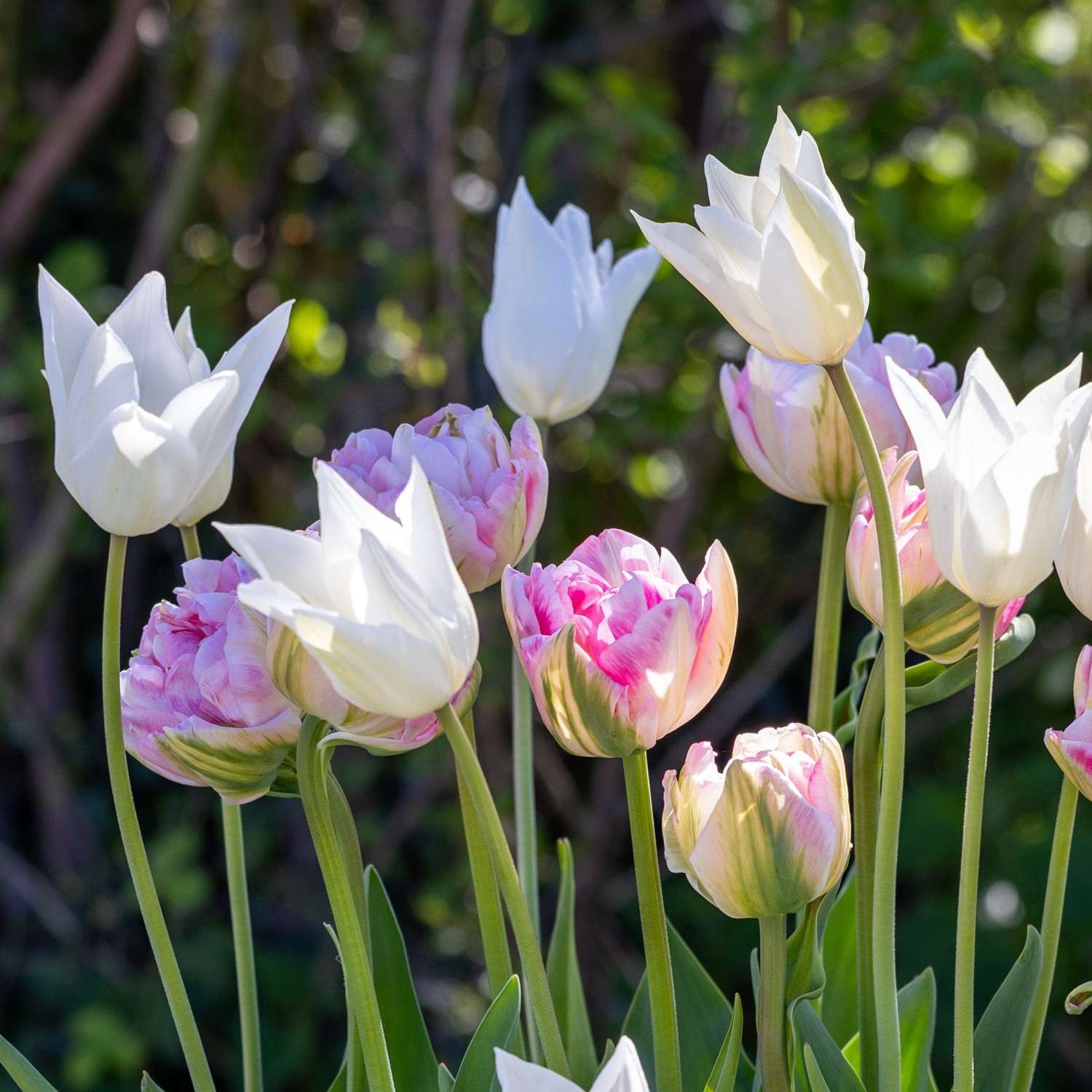 Mélange de tulipes 'Mary'